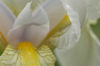 Iris flower