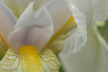 Iris White