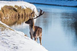 Fallow deer Amsterdam Water Supply Dunes in the snow by Merijn Loch