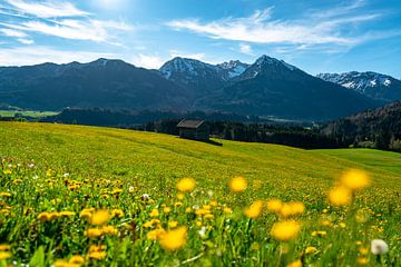 Bloemenweide boven de Oberallgäuer Alpen van Leo Schindzielorz