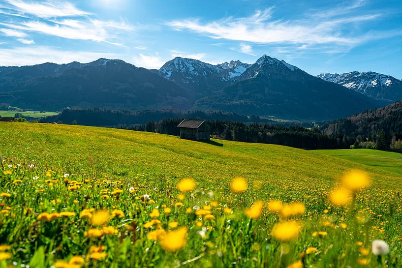 Flower meadow above the Oberallgäu Alps by Leo Schindzielorz