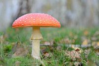 Fliegenpilz