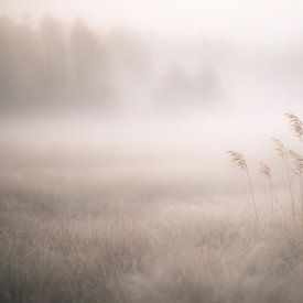 Reeds in the gentle morning mist, a landscape shrouded in mist by Christina Bauer Photos