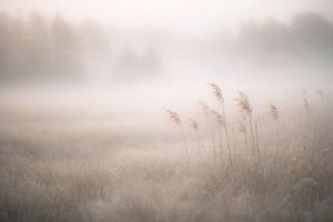 Schilf im  sanften Morgennebel, Landschaft im Nebel