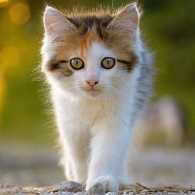 Baby Katze von Silvio Schoisswohl