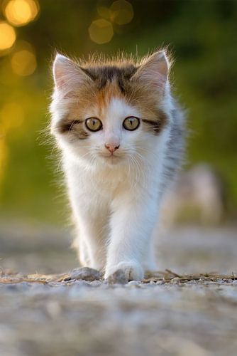 Baby kat