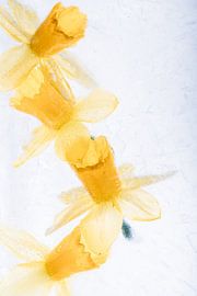 Daffodils in ice 3 by Marc Heiligenstein