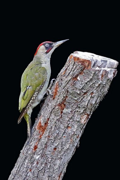 Groene Specht van Laura Burgman
