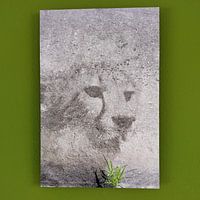 Photo de nos clients: L'esprit du guépard par Bobsphotography, sur alu-Dibond