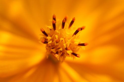 Oranje cosmos