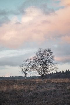 Pink Clouds, Ginkel Heath Netherlands by Imladris Images
