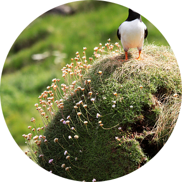 Vanaf een hoog punt overziet een papegaaiduiker het Schotse eiland Staffa van Rob van Hilten
