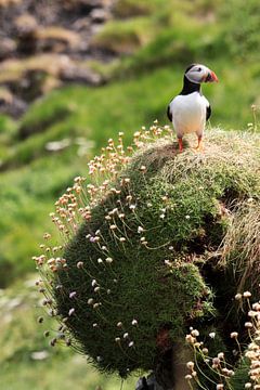 Vanaf een hoog punt overziet een papegaaiduiker het Schotse eiland Staffa van Rob van Hilten