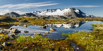 Cotton grass in Norway by Rainer Mirau
