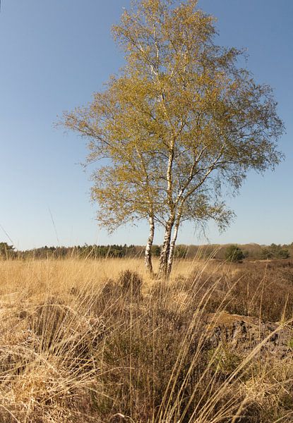 Birch on the heath by Janneke Wiersma