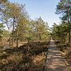 Plankenweg durch Moorlandschaft von Katrin May