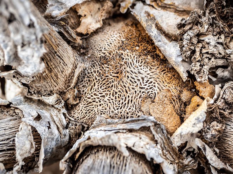 Nerven by Stijn Cleynhens