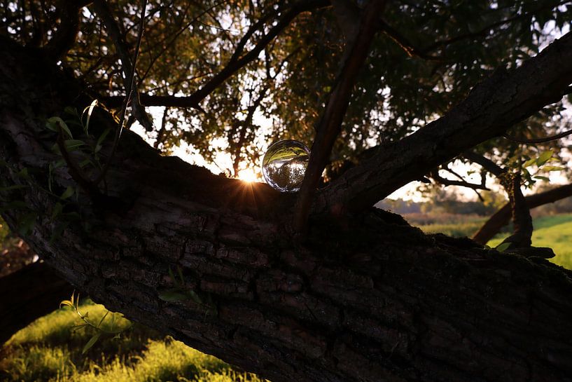 Tree at the Elbauen with crystal ball by Nature and More - Photography