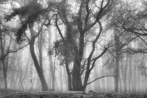 Misty morning by Jurjen Veerman