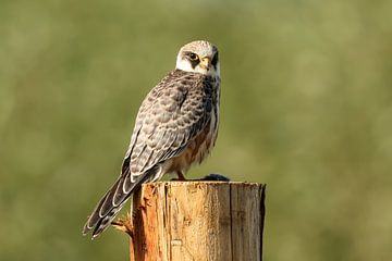 Portret van een Roodpootvalk van Anjella Buckens