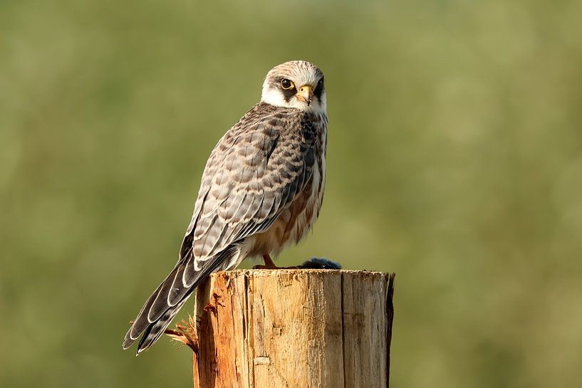 Portrait d'un faucon à pattes rouges par Anjella Buckens
