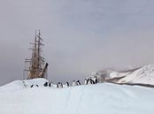 Antarctica - Adelie penguins meet Bark Europa van ad vermeulen thumbnail