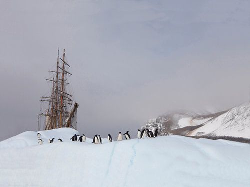 Antarctica - Adelie penguins meet Bark Europa