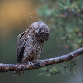 Zwergohreule ( Otus scops ), eine der kleinsten Eulen Europas schüttelt sich Wasser aus dem Gefieder von wunderbare Erde
