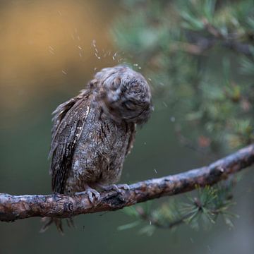 Eurasian Scops Owl ( Otus scops ), perched on a branch of a pine tree, shaking water out of its plum van wunderbare Erde