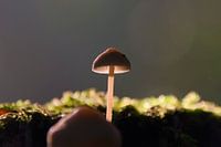 Champignon dans la lumière du matin