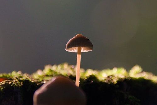 Mushroom in the morning light