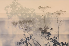 Wild flowers bathed in a soft pink glow