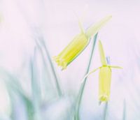 Narcis