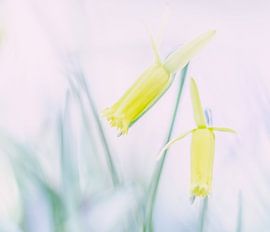 Daffodil by Aimé de Clercq