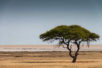 Afrikanische Ebene