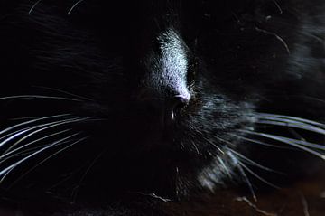 Museau d'un chat noir sur Lisanne Rodenburg