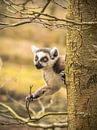 ein Ringelschwanz-Lemur von Martijn Tilroe Miniaturansicht