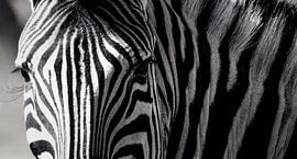 Striped eyes by Loris Photography