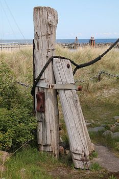 Wettergegerbte Wächter der Küste