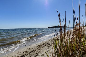 Am Ufer in der Goor, Insel Vilm, Lauterbach auf Rügen