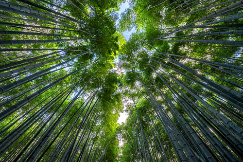 Forêt de bambous