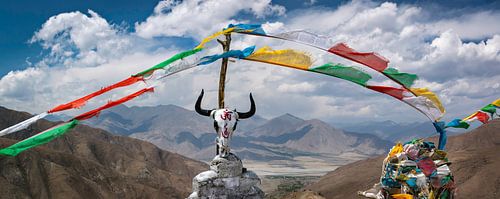 Schedel van een jak op een bergtop in de Himalaya, Tibet