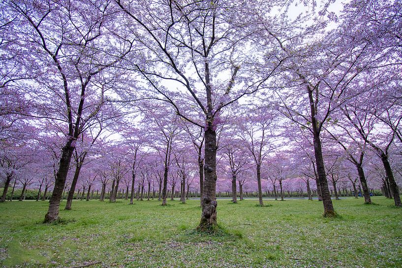 a park full of blossom trees by Dennis Bresser