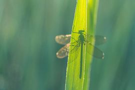 Weidebeekjuffer klaar voor de dag van Gonda Versteeg