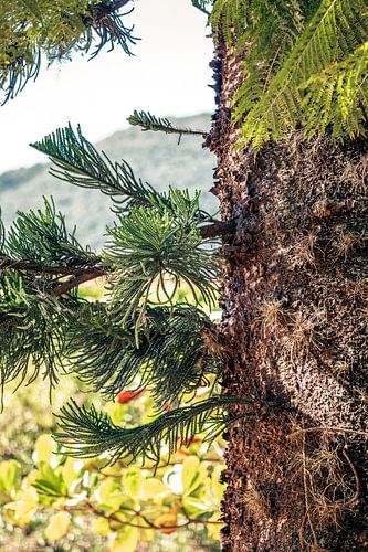 Brasilianische Natur