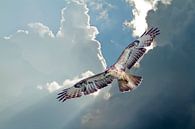 Buizerd van Louis Verhoeven thumbnail
