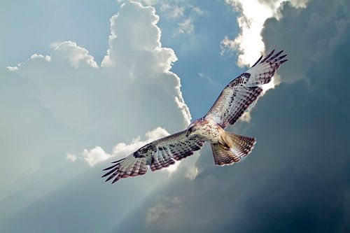 Buizerd van Louis Verhoeven