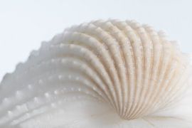 Shell | white by Marianne Twijnstra