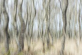 Order and chaos by Danny Slijfer Natuurfotografie