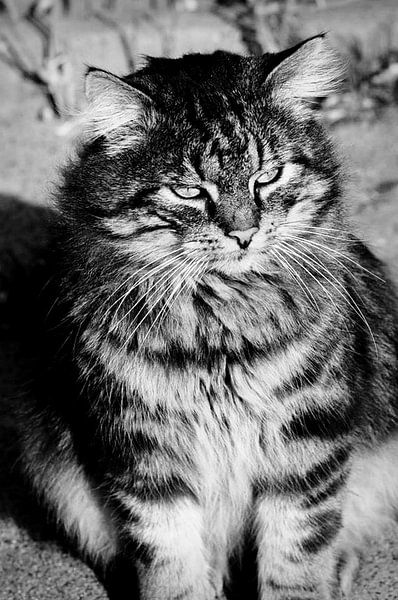 Koning der Katten by Johan Arts